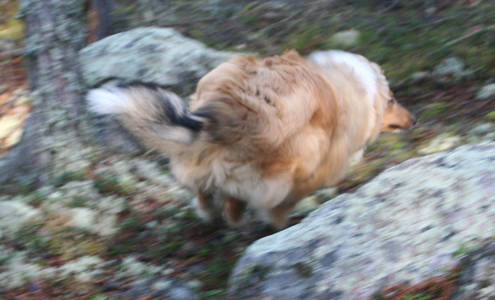 Lasse